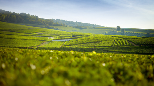 Buy online bouzy champagne delavenne grand cru in sydney australia