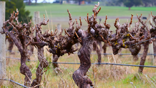 The Australian Pride: Shiraz