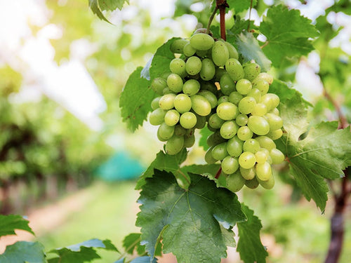 Exploring the Elegance of Chablis Wines: A Journey through Burgundy's Pristine Terroir