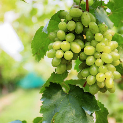 Collection image for: Slow Wines