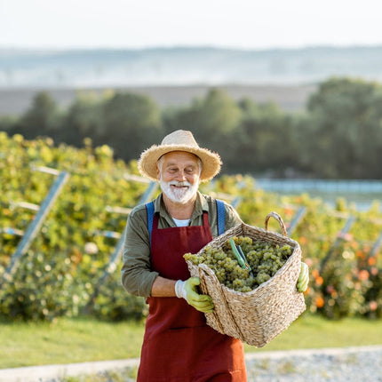 Collection image for: Domaine Santa Duc