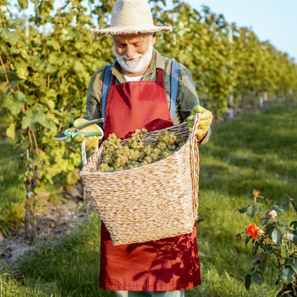 Collection image for: Domaine Jean-Marc & Hugues Pavelot