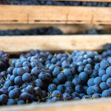 Collection image for: Mike Press