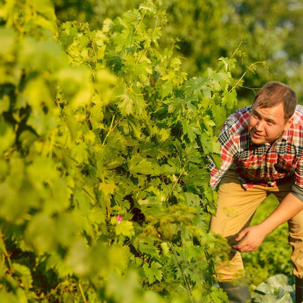 Collection image for: Jean-Louise Chave