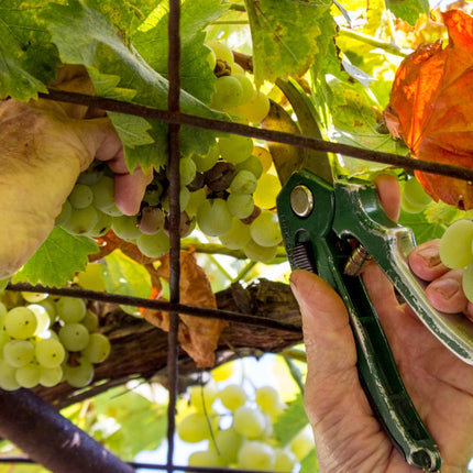 Collection image for: Domaine de Boischampt