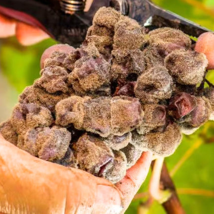 Collection image for: Chateau Roumieu