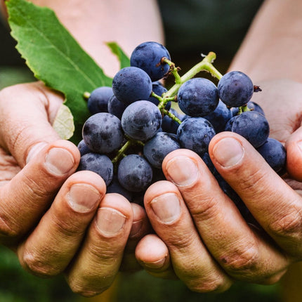 Collection image for: Latest Top Scorers & Highly-Acclaimed Wines