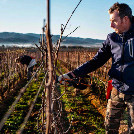 Collection image for: Le Macchiole