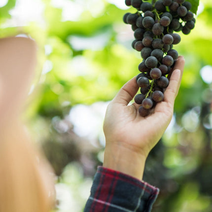 Collection image for: Domaine des Bernardins