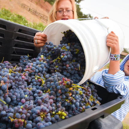 Collection image for: Domaine Gerard & Pierre Morin