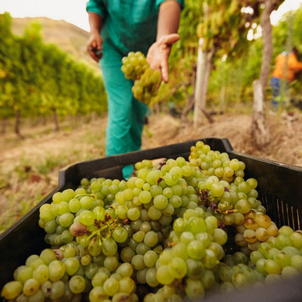 Collection image for: La Tour Travers