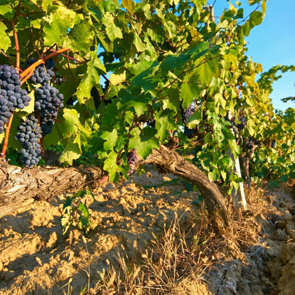 Collection image for: Eric Louis