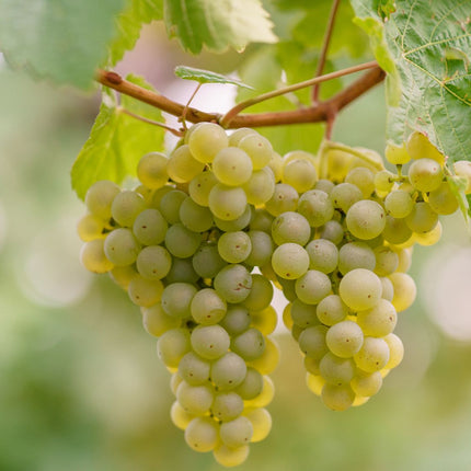 Collection image for: Tenuta di Ghizzano