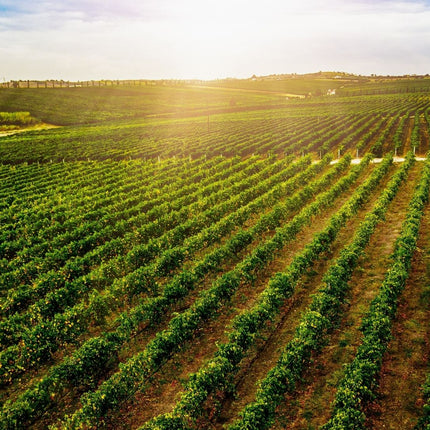 Collection image for: New Zealand