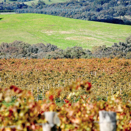 Collection image for: Domenica Wines