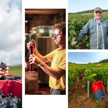 Collection image for: Domaine Hubert et Laurent Lignier
