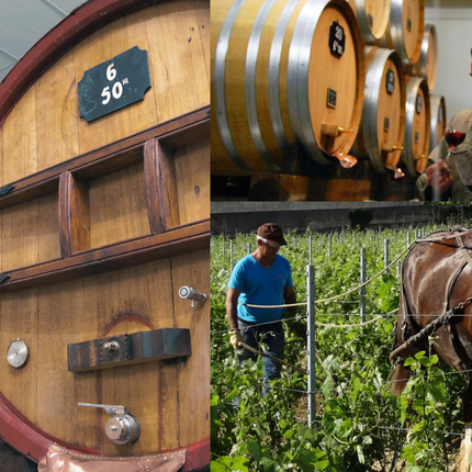 Collection image for: Domaine Pierre Usseglio