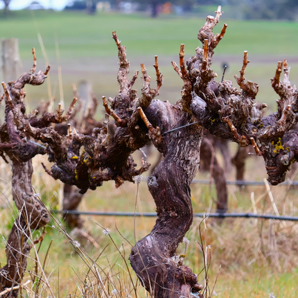 Collection image for: Stonegarden Wines